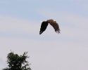 bird-eagle-miramichi-flight-june-26-2010-5